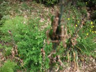Contrada_Ilice - 20100530 003.jpg